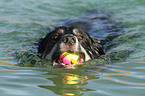 schwimmender Border-Collie-Mix