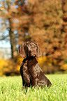 Weimaraner-Mix Welpe