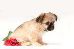 Chihuahua-Shih-Tzu-Mix Welpe