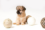 Chihuahua-Shih-Tzu-Mix Welpe