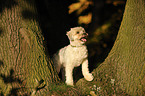 Tibet-Terrier-Mix