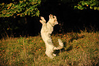 Tibet-Terrier-Mix macht Mnnchen