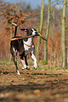 spielender Podenco-Mix