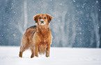 Golden-Retriever-Mix