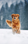 rennender Golden-Retriever-Mix