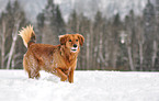 laufender Golden-Retriever-Mix