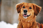 Golden-Retriever-Mix Portrait