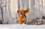 rennender Golden-Retriever-Mix