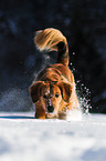 rennender Golden-Retriever-Mix