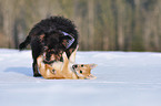 spielende Hunde