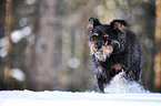 rennender Terrier-Mix