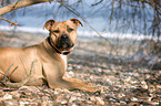 liegender Staffordshire-Mix