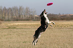 spielender Border-Collie-Mix