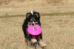 spielender Border-Collie-Mix