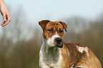 Shar-Pei-Mix Portrait