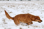 rennender Golden-Retriever-Terrier-Mix