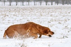 rennender Golden-Retriever-Terrier-Mix