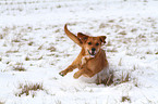 rennender Golden-Retriever-Terrier-Mix