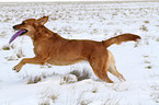 spielender Golden-Retriever-Terrier-Mix