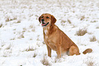 sitzender Golden-Retriever-Terrier-Mix