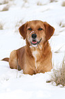 liegender Golden-Retriever-Terrier-Mix