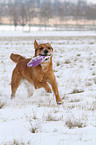 spielender Golden-Retriever-Terrier-Mix