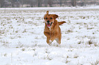 rennender Golden-Retriever-Terrier-Mix