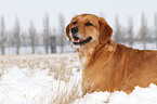 liegender Golden-Retriever-Terrier-Mix