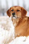 Golden-Retriever-Terrier-Mix Portrait