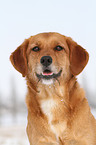 Golden-Retriever-Terrier-Mix Portrait