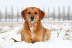 liegender Golden-Retriever-Terrier-Mix