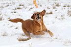 spielender Golden-Retriever-Terrier-Mix