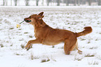 spielender Golden-Retriever-Terrier-Mix