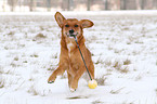 spielender Golden-Retriever-Terrier-Mix