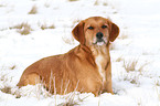 liegender Golden-Retriever-Terrier-Mix