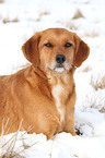 liegender Golden-Retriever-Terrier-Mix