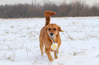 spielender Golden-Retriever-Terrier-Mix