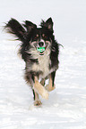 spielender Border-Collie-Mix