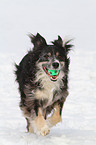 spielender Border-Collie-Mix