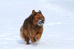 spielender Spitz-Mix im Schnee