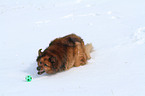 spielender Spitz-Mix im Schnee