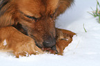 Spitz-Mix im Schnee