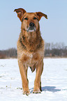 stehender Airedale-Schferhund-Mix