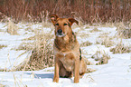 sitzender Airedale-Schferhund-Mix