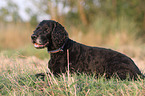 liegender Cocker-Spaniel-Mix