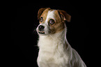 Jack-Russell-Mix Portrait