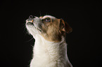 Jack-Russell-Mix Portrait