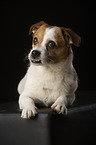 liegender Jack-Russell-Mix