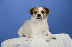 liegender Jack-Russell-Mix