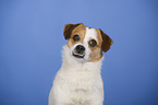 Jack-Russell-Mix Portrait